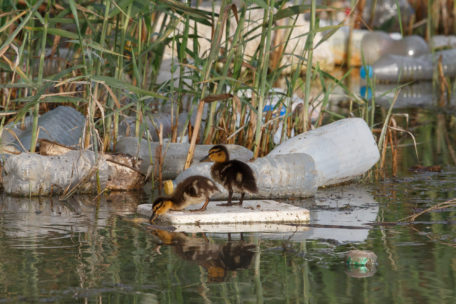 Patos rodeados de plásticos en Guardamar del Segura