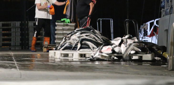 Desembarco captura tiburones