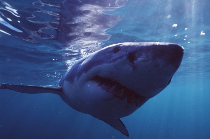 Tiburón blanco