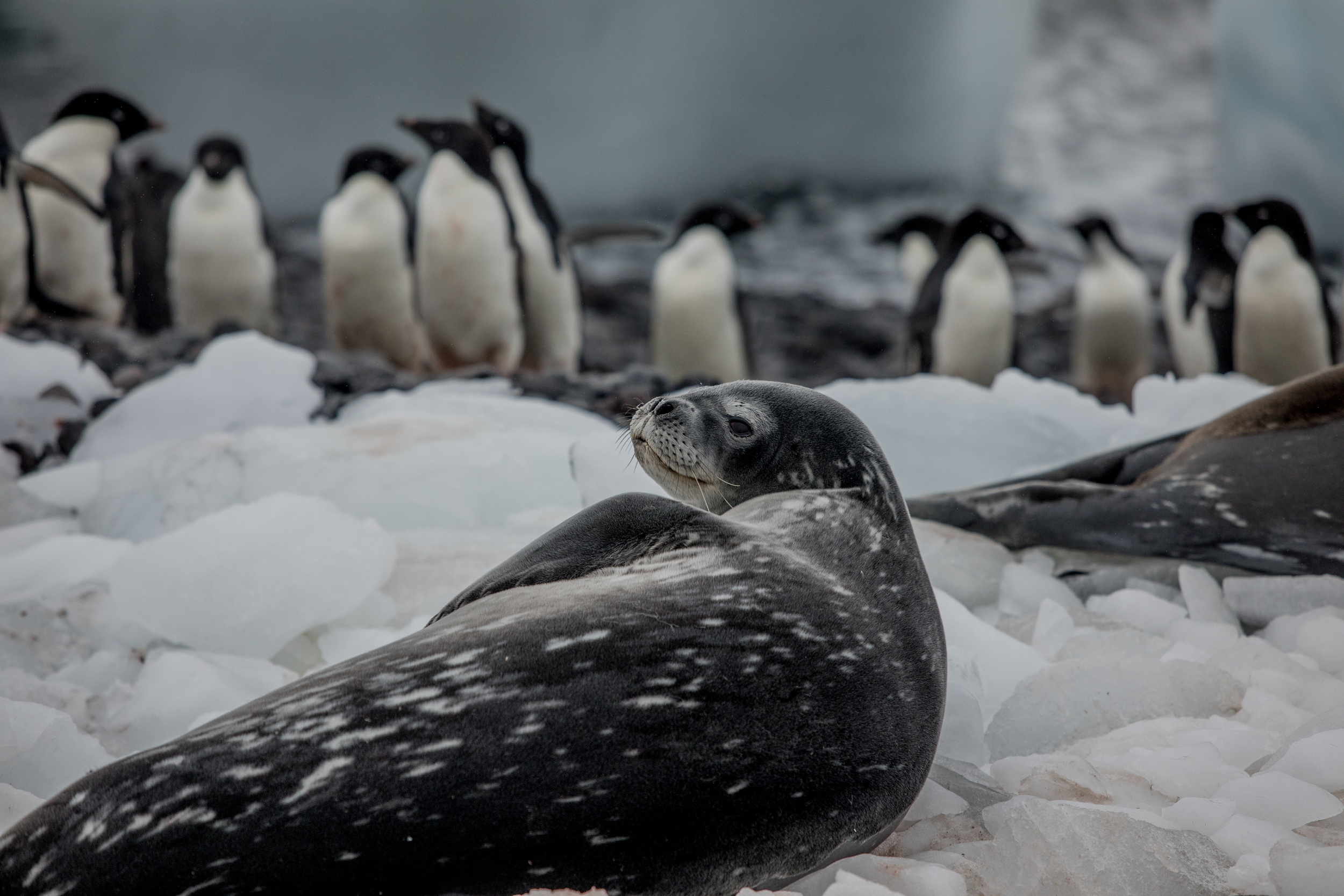 Una foca de Weddell junto a una colonia de pingüinos de Adelia - una de las más grandes de la Antártida. © Tomás Munita / Greenpeace
