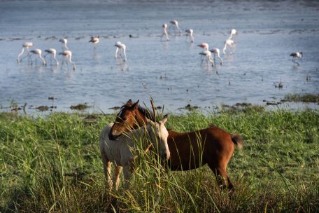 Potros y flamencos en Doñana