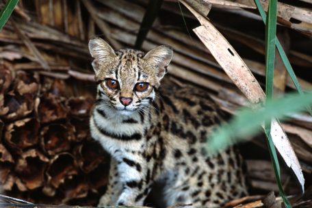 Oncilla (Leopardus tigrinus)