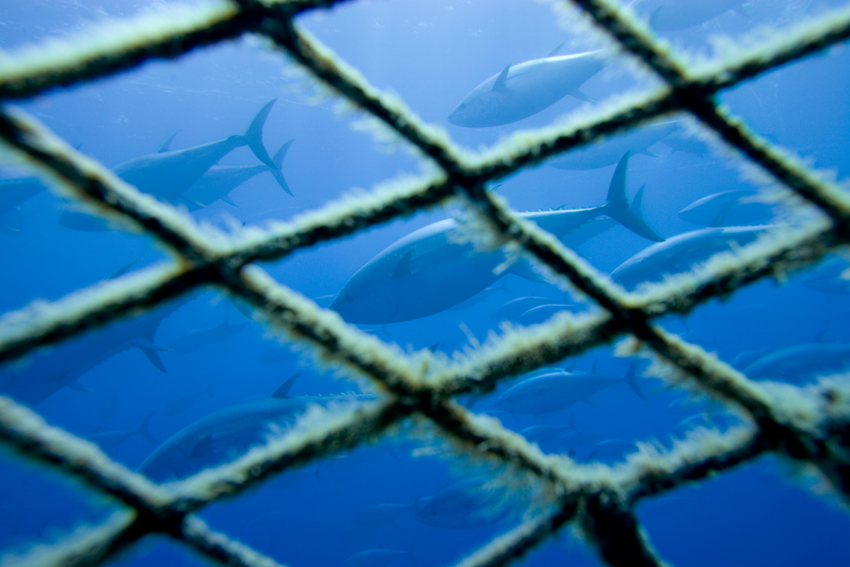 Un grupo de atunes es transportado en una jaula por el Mediterráneo para llevarlos a una granja de engorde en Italia.