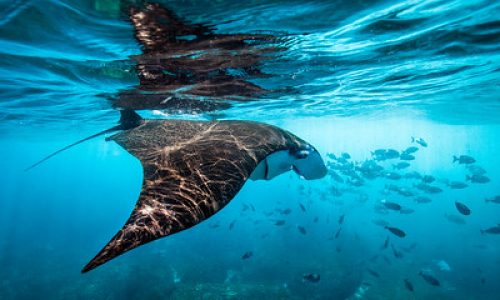 Tratado Mundial de los Océanos