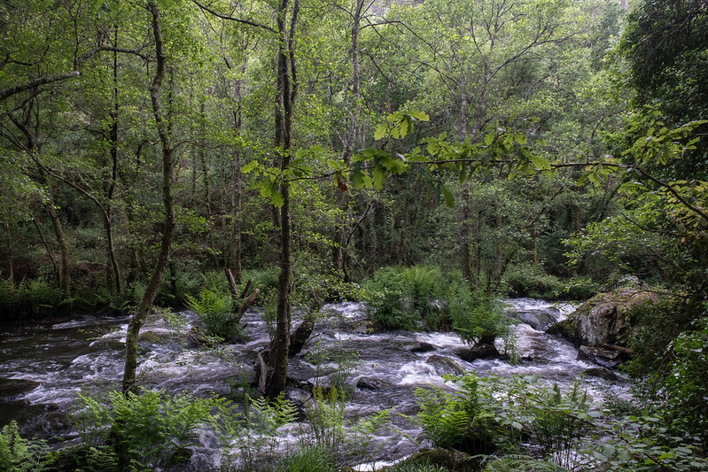 Rio Ulla fectado por el proyecto Altri