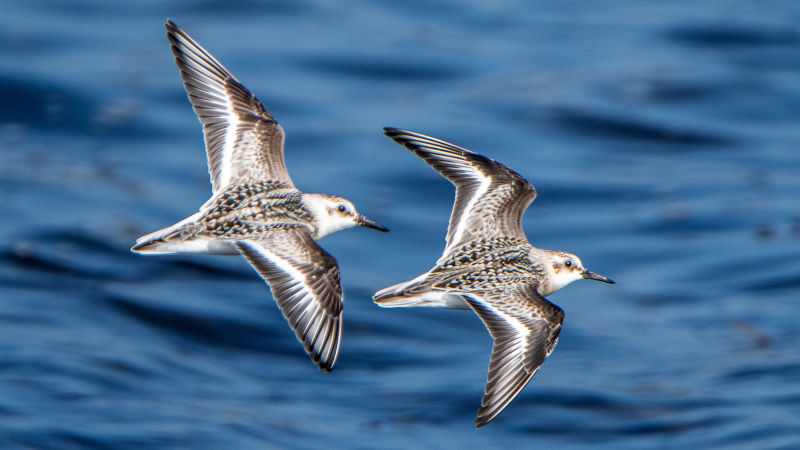 Correlimos tridáctilos