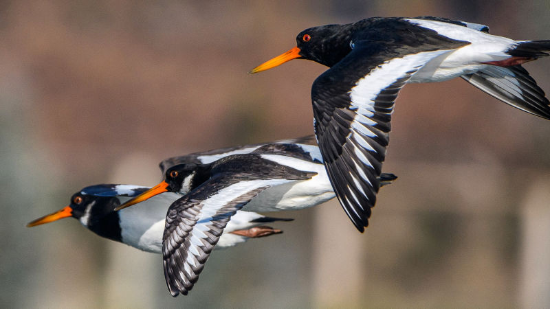 Osteros euroasiáticos