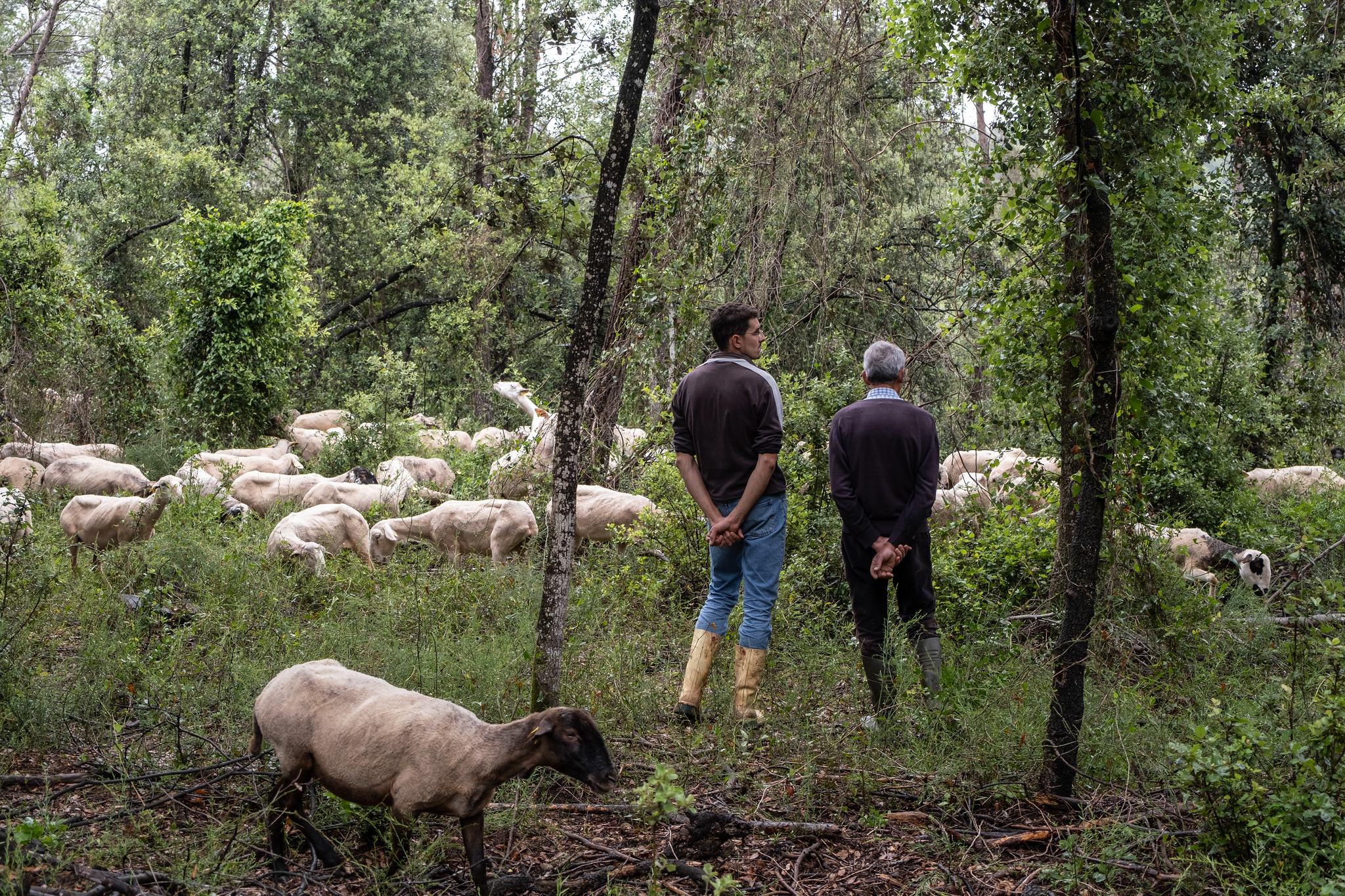 Ganadería extensiva de ovino-caprina en Centenys, Girona