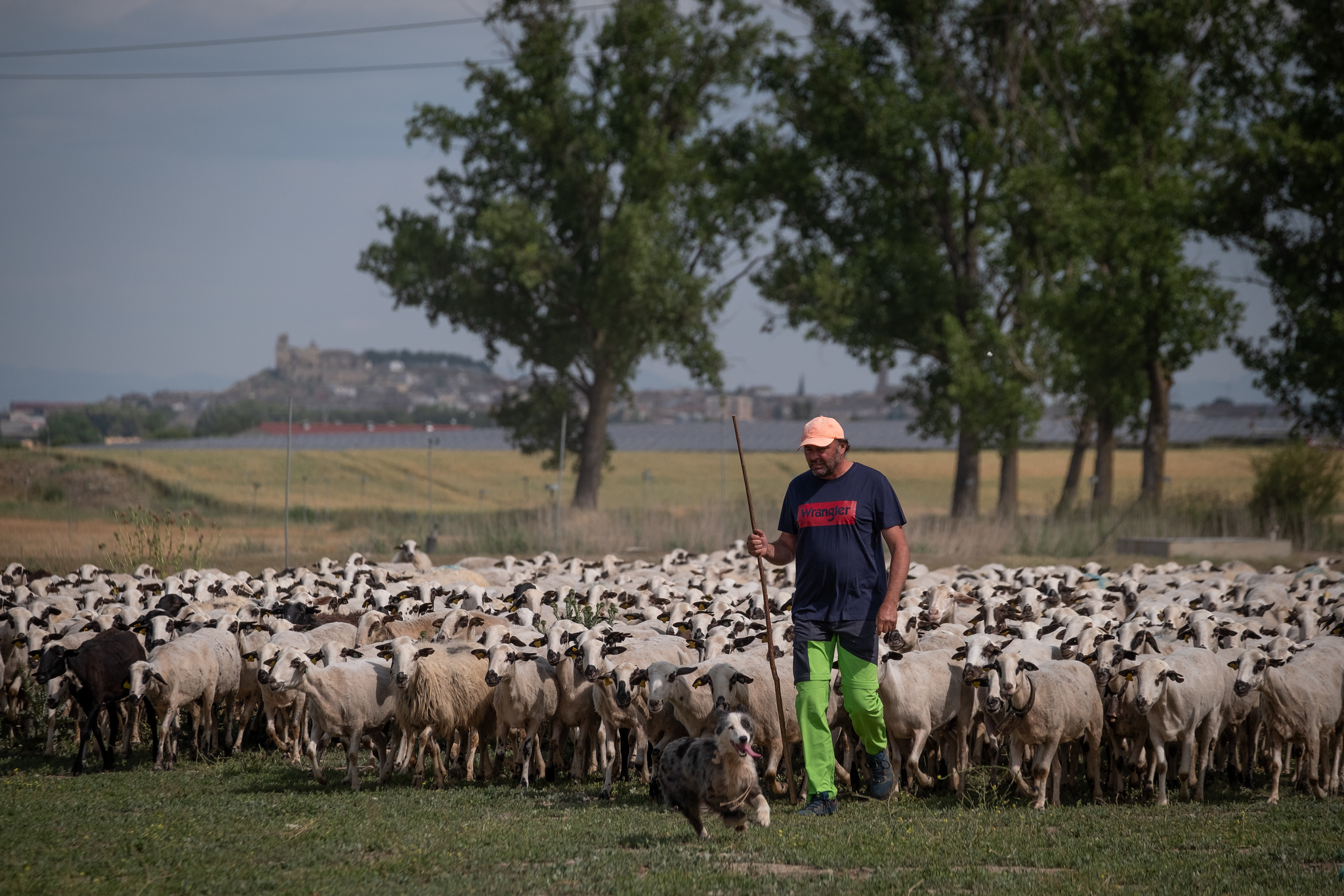 Ovejas forman SOS por el sistema alimentario en el Día del Medioambiente 2025rr