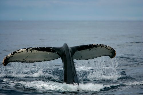 Ballena jorobada muestra su cola mientras se alimentan cerca del borde del hielo antártico en el Océano Austral.