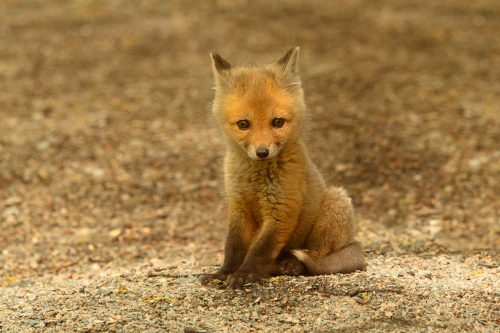 Cría de zorro rojo en el bosque boreal canadiense