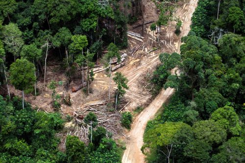Vista aérea de un bosque de turberas en República Democrática del Congo
