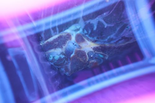 Una chuleta de cerdo es analizada para ver la presencia de antibióticos con luz negra