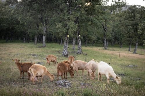 ganadería trashumante
