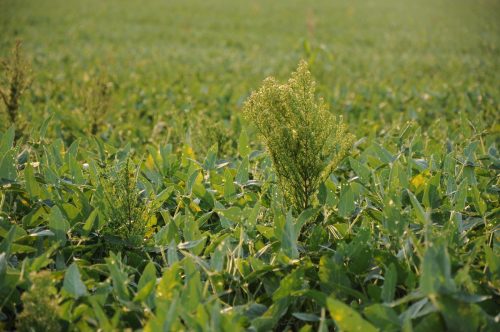 Hierba resistente al glifosato