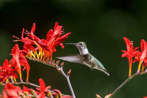 Colibrí de garganta roja en el bosque boreal canadiense
