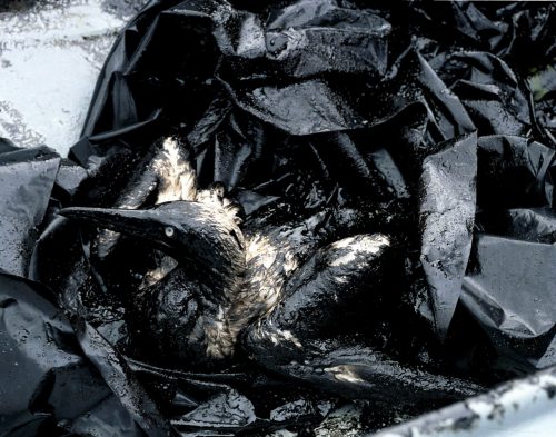 Desastre ecologico do Prestige