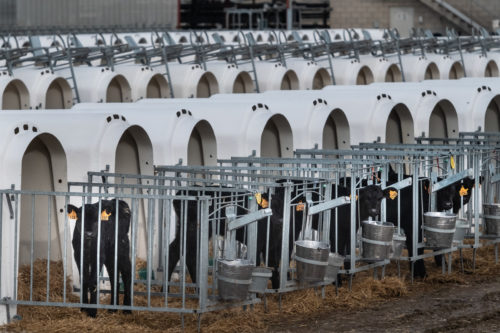 Nitratos por la macroexplotación de vacuno de Caparroso