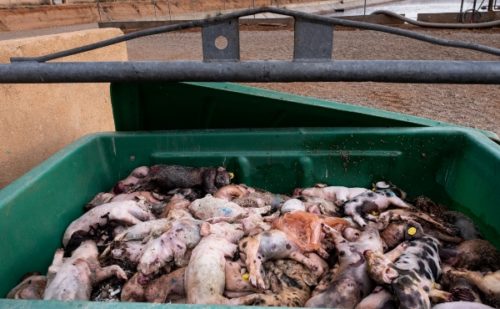 problema macrogranjas